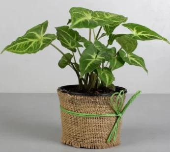 Syngonium – Air Purifier Plant