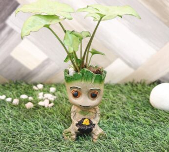 Syngonium Groot