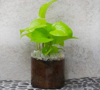 Terrarium Money Plant