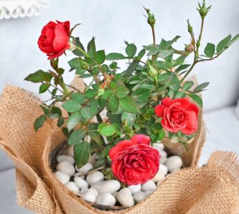 Blooming Rose Plant