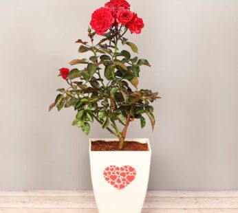 Red Rose Plant