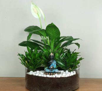 Dracaena Peace Buddha World Plant