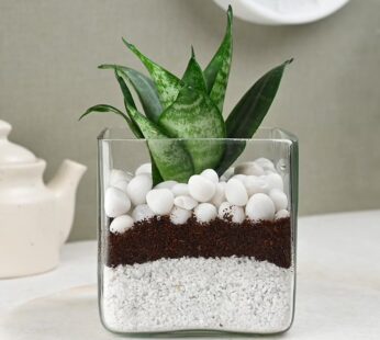 Fascinating Snake Plant
