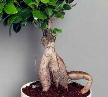 Bonsai Ficus Plant