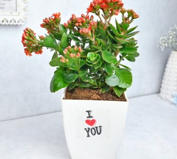 Blooming Kalanchoe Plant