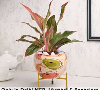 Aglaonema Lipstick Plant