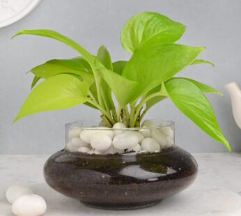 Lucky Money Plant Terrarium