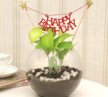 Birthday Money Plant