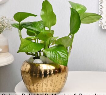 Golden Metal Pot Money Plant