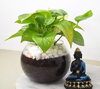 Money Plant N Buddha Idol