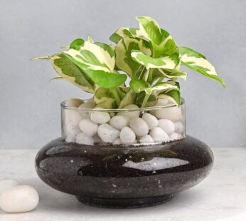 Pebbles Pothos  N Glass Vase Combo