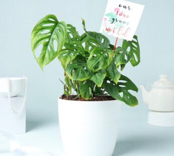 Broken Loving Heart Plant