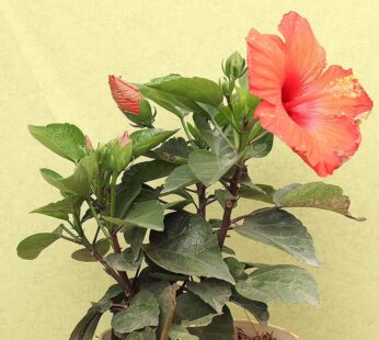 Red Hibiscus Plant