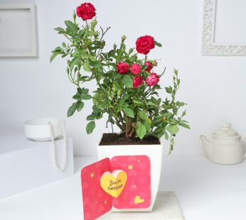 Rose Plant N Ily Card