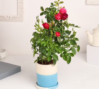 Special Valentine’s  Rose Plant