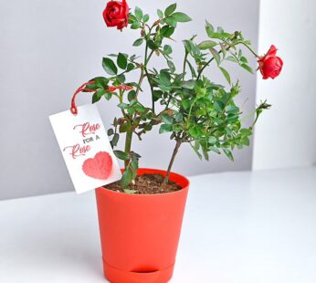 Rosy Wishes Plant