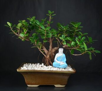 Ficus Traquil  Bonsai