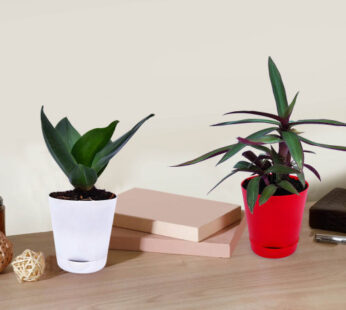 Set of Sansevieria trifasciata Hahnii, Snake Plant