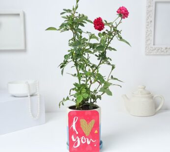 Special Valentine’s Day  Rose Plant With Love Card