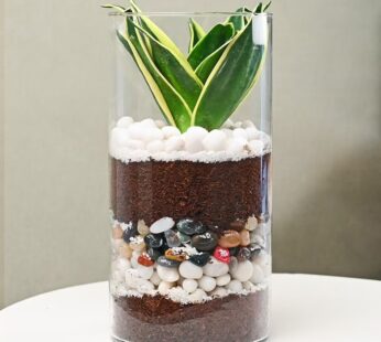 Evergreen N Wishful  Milt Sansevieria