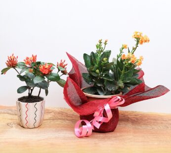 Set Of 2 Flowery Plants