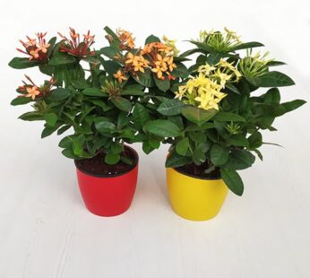 Pack Of 2 Impressive Ixora