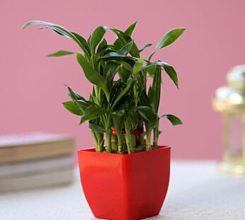 2 Layer Bamboo Plant In Red Pot