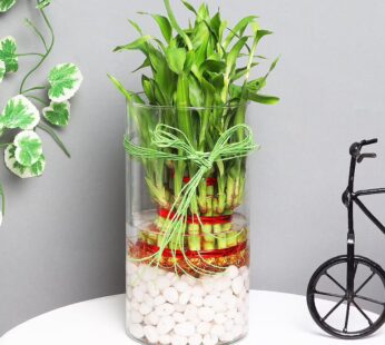 3 Layer Lucky Bamboo Terrarium