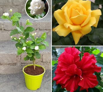 Top 3 Plants For Flower Garden