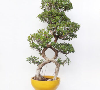 30 Year Triple 8 Ficus Bonsai