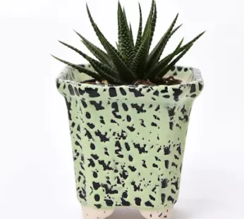 Succulent Plant With Lots Of Joyv