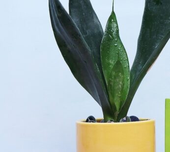 Exotic Snake Plant & Chocolate Combo