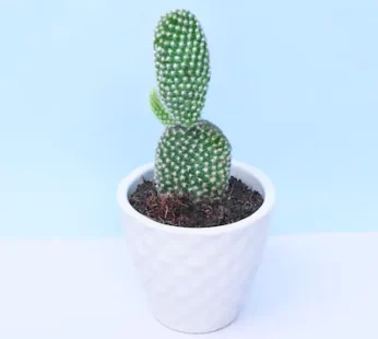 Green Bunny Ear Cactus Plant