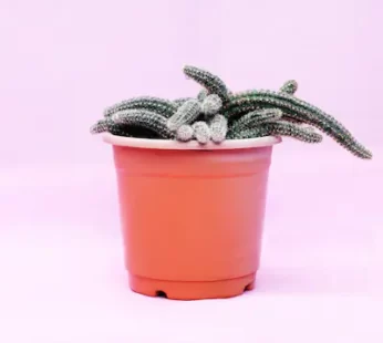 Potted Cactus Plants