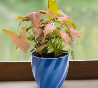 Cobalt Pink Syngonium