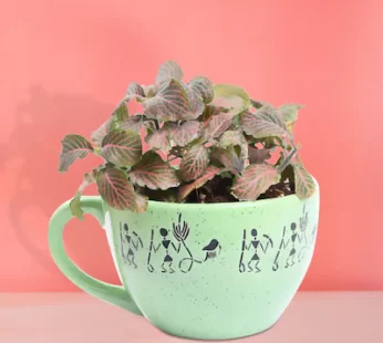 Cup Of Fittonia Pink