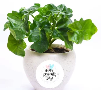 Elegant Mystic In White Pot