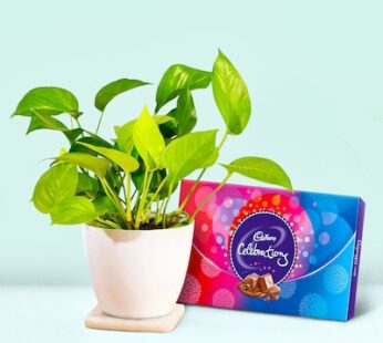 Money Plant With Cadbury Box