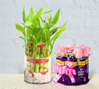 Lucky Bamboo With Chocolate Bunch