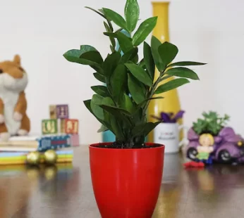 ZZ Plant In Red Pot