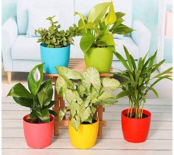 Indoor Air Purifier Plants For Home With Pots