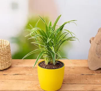 Spider Plant In Yellow Pot