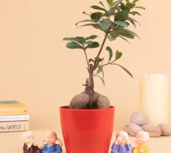 Ficus Bonsai Plant With 4 Baby Monk