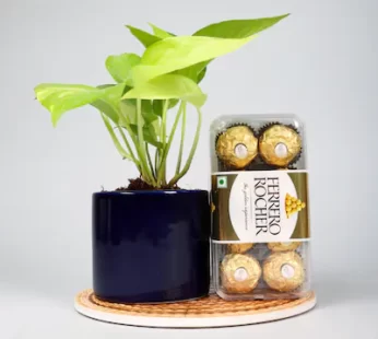 Money Plant With Ferrero Rocher Combo