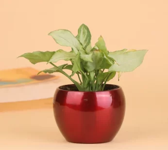 Striking Syngonium Plant Gift