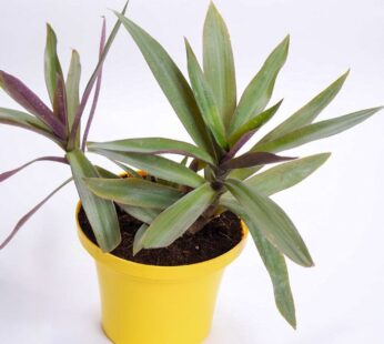 Ducky & Delight Tradescantia Plant