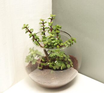 Jade Terrarium