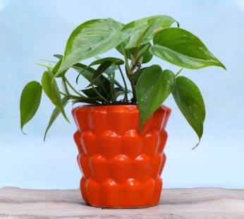 Gift Philodendron For Home