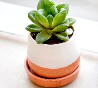 Glorious Haworthias In A Ceramic Pot