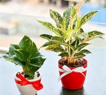 Evergreen Indoor Plant Pack